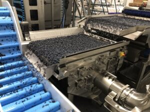 EcoVac blueberry